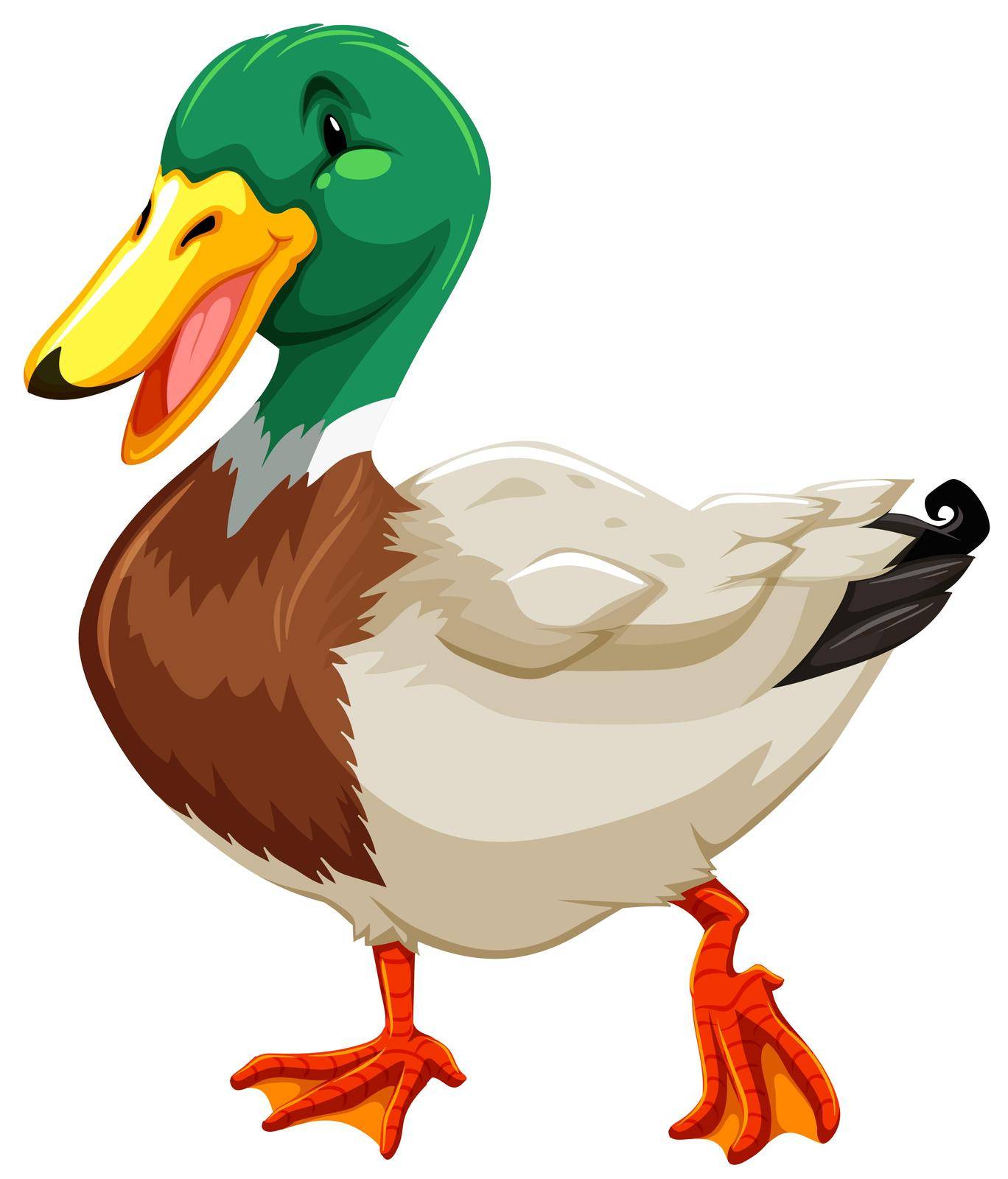 Colorful duck on white background