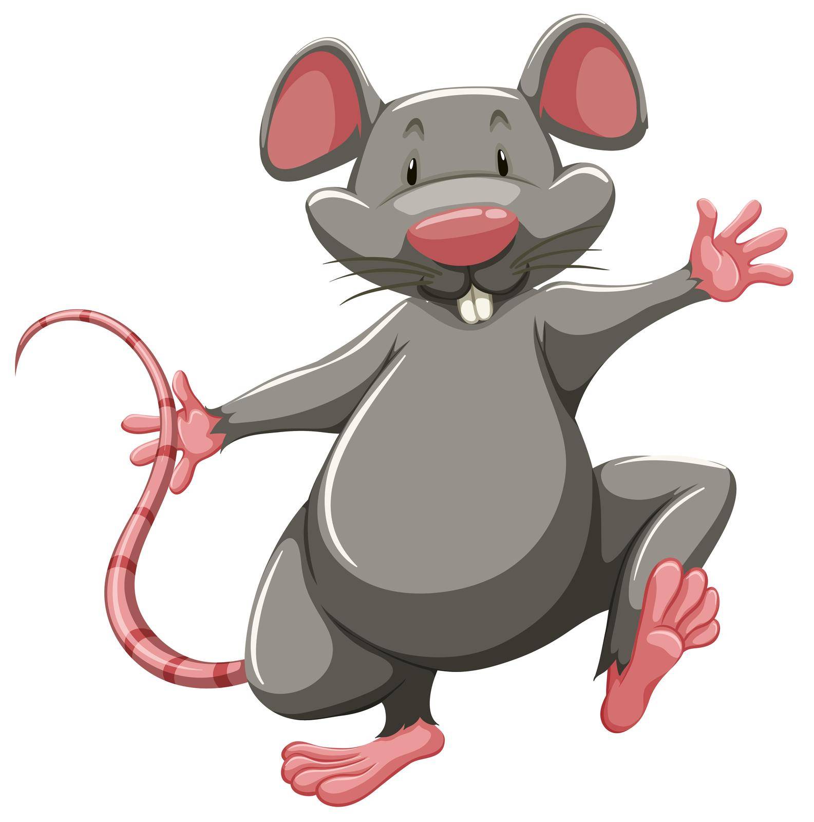 One gray rat on a white background