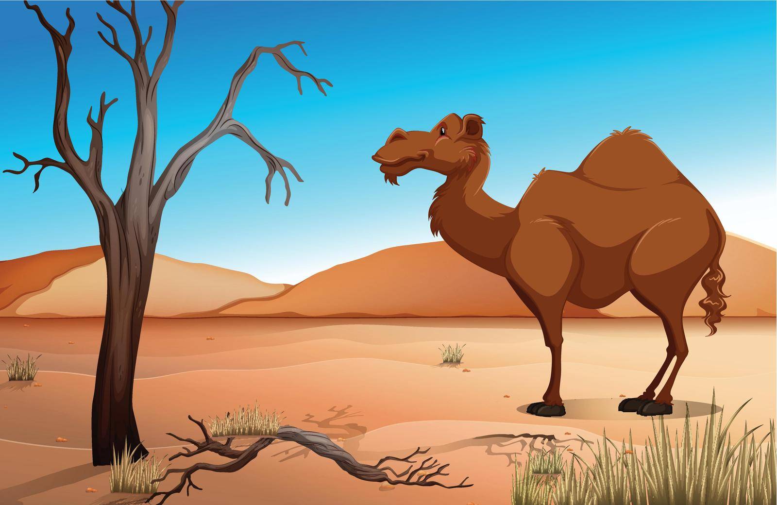 Camel in the desert at daytime