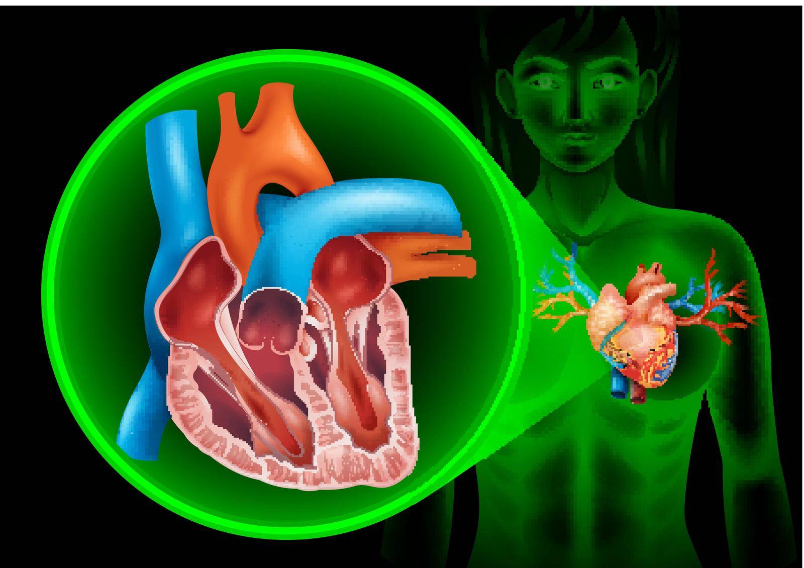 Heartbeat diagram in human illustration
