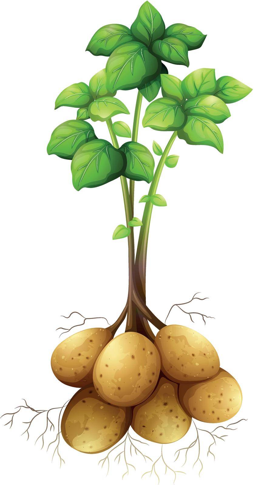 Potatoes with the stem and leaves illustration