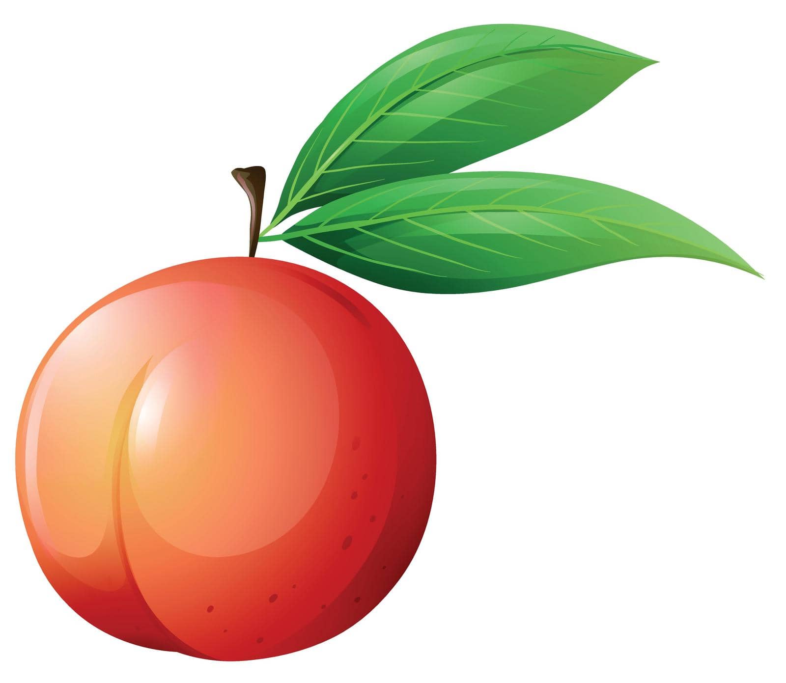 Fresh peach with leaves illustration