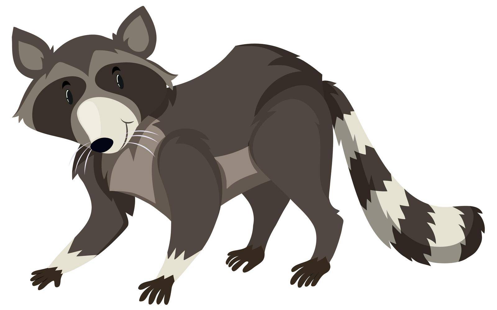 Raccoon with black and white fur illustration