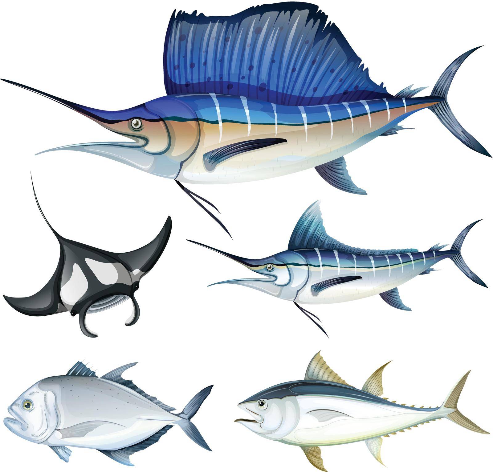 Different kind of fish illustration