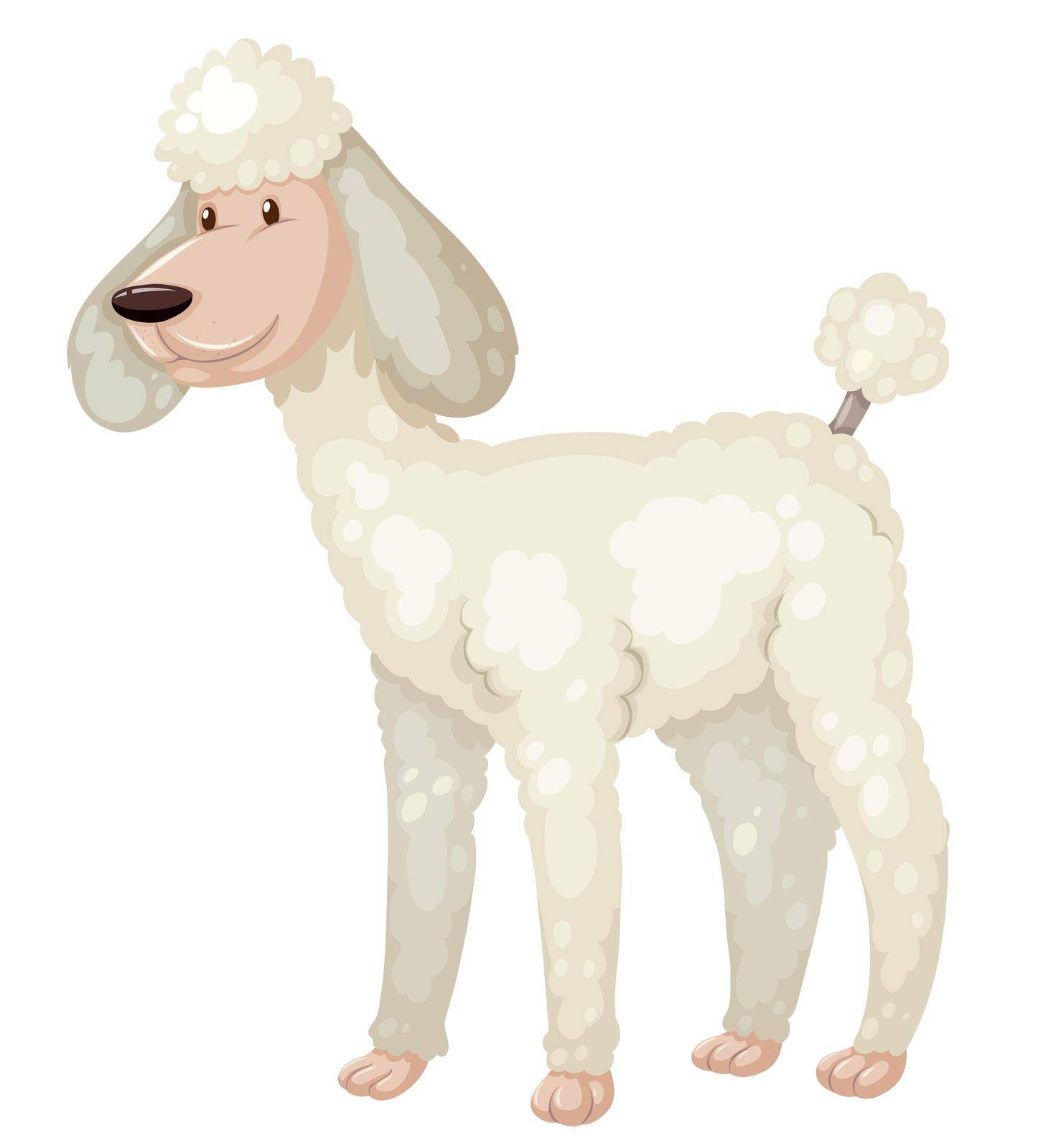 Poodle dog with white fur illustration