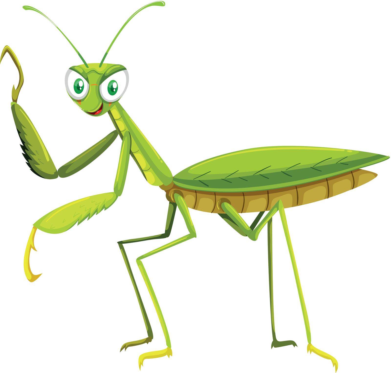 Green grasshopper on white background illustration