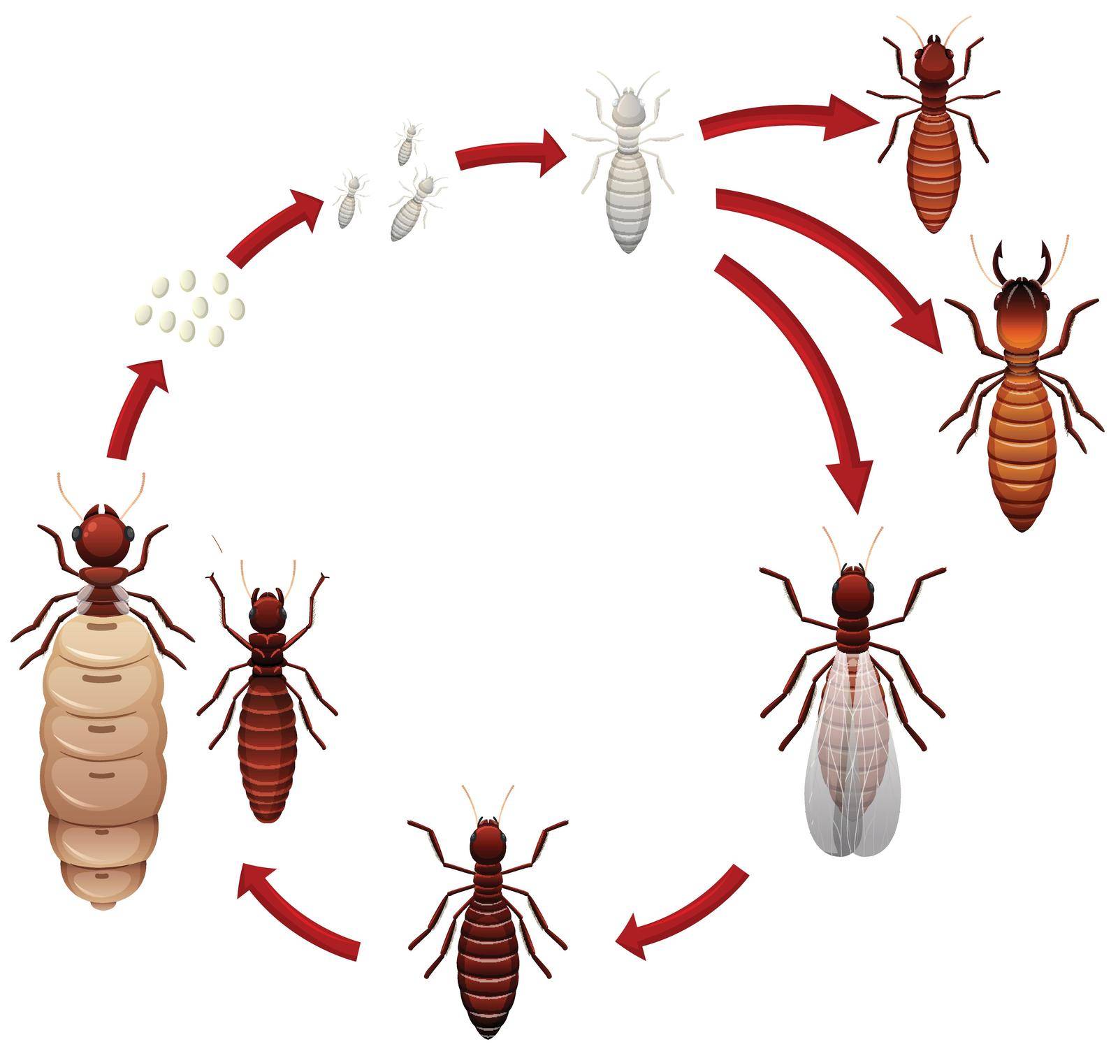 A termite life cycle illustration