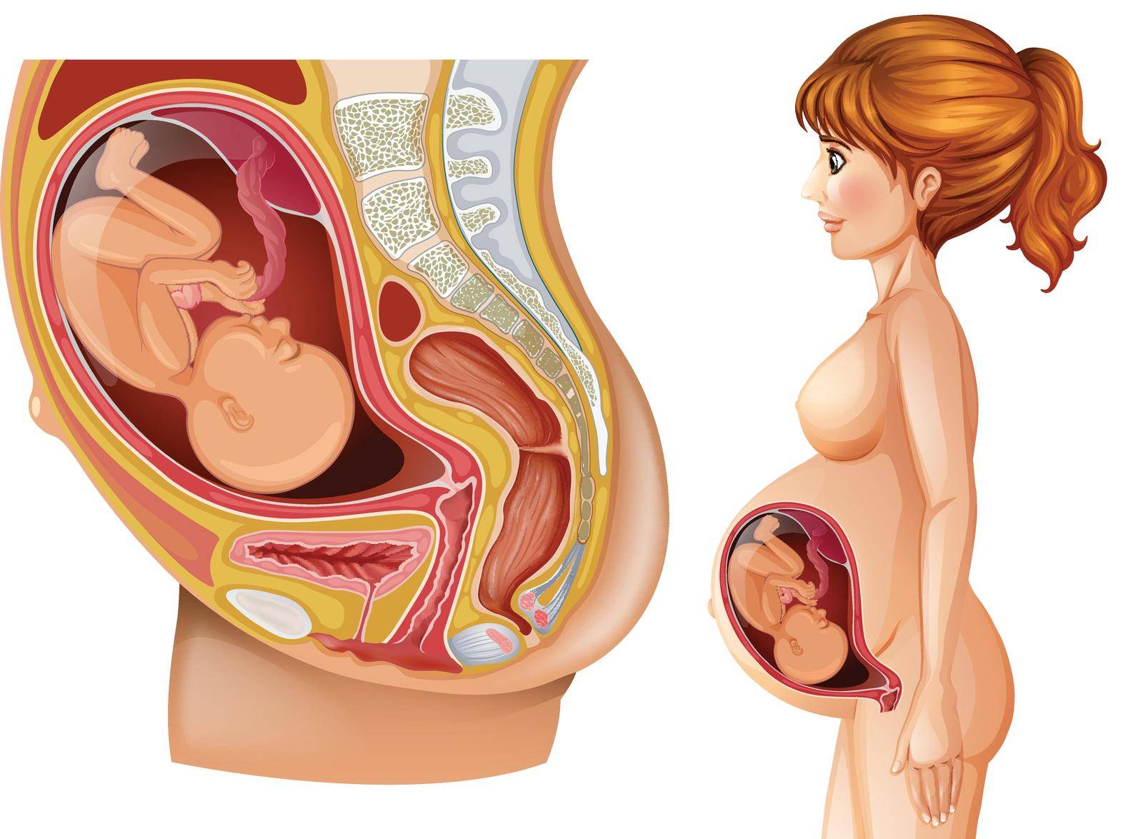 Woman and pregnancy diagram illustration