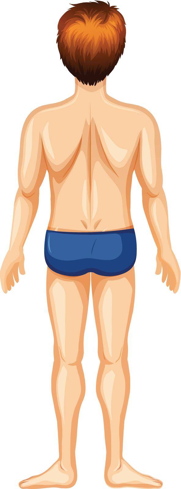 A Back of Man Body illustration