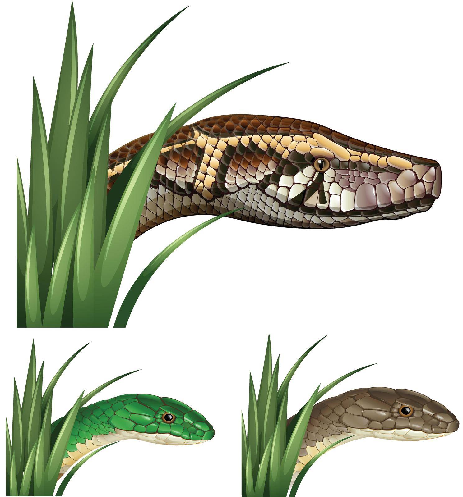 Dangerous snakes in the bush illustration