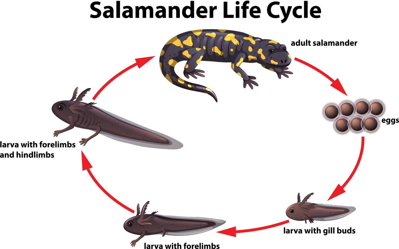 Salamander life cycle concept illustration