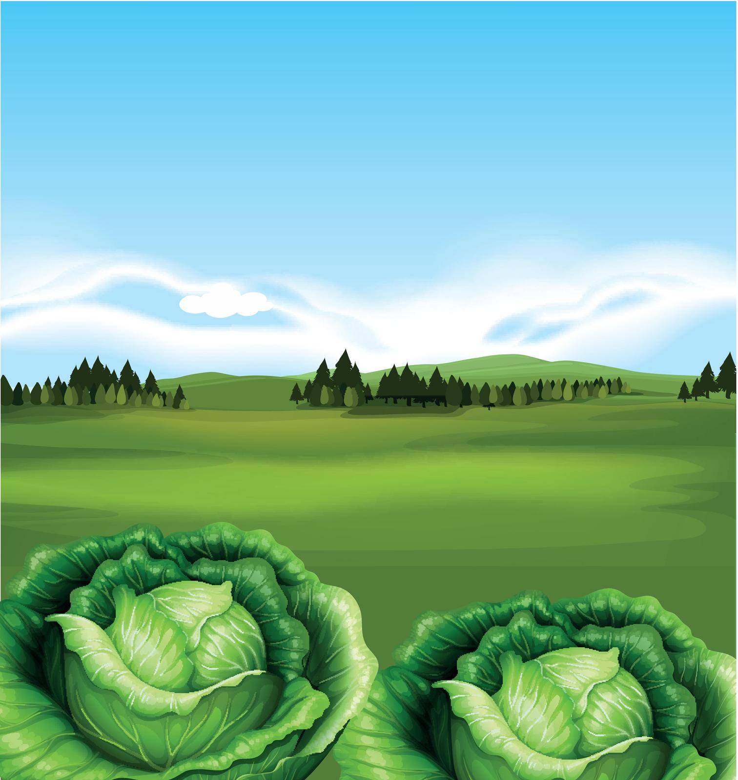 Organic Cabbage with Beautiful Scenery illustration