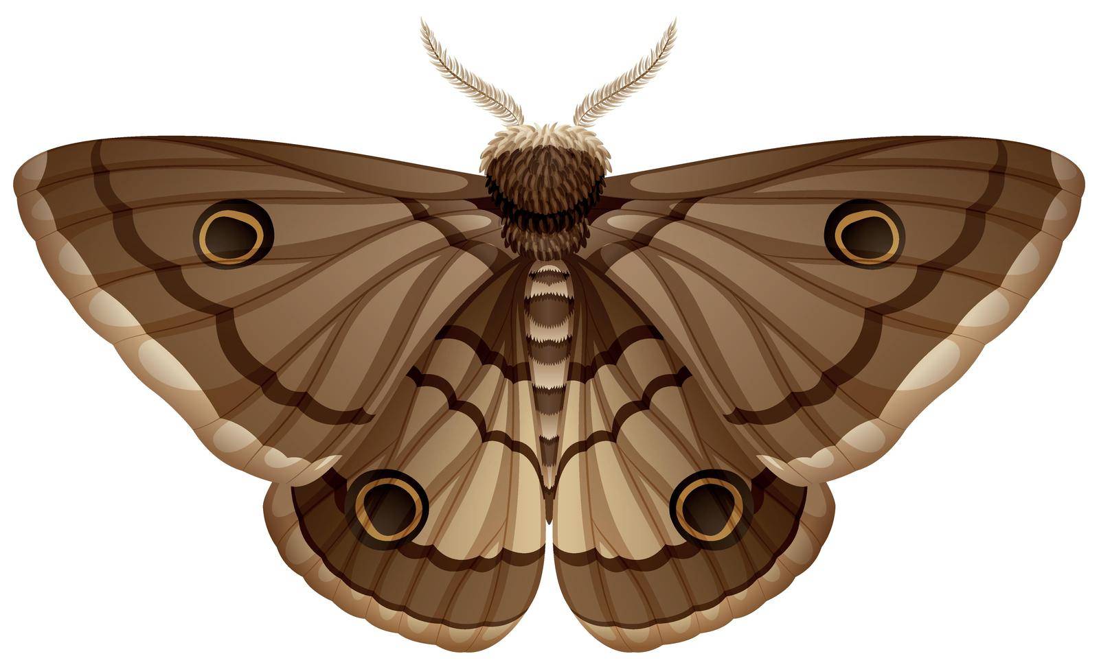 Moth closeup white background illustration