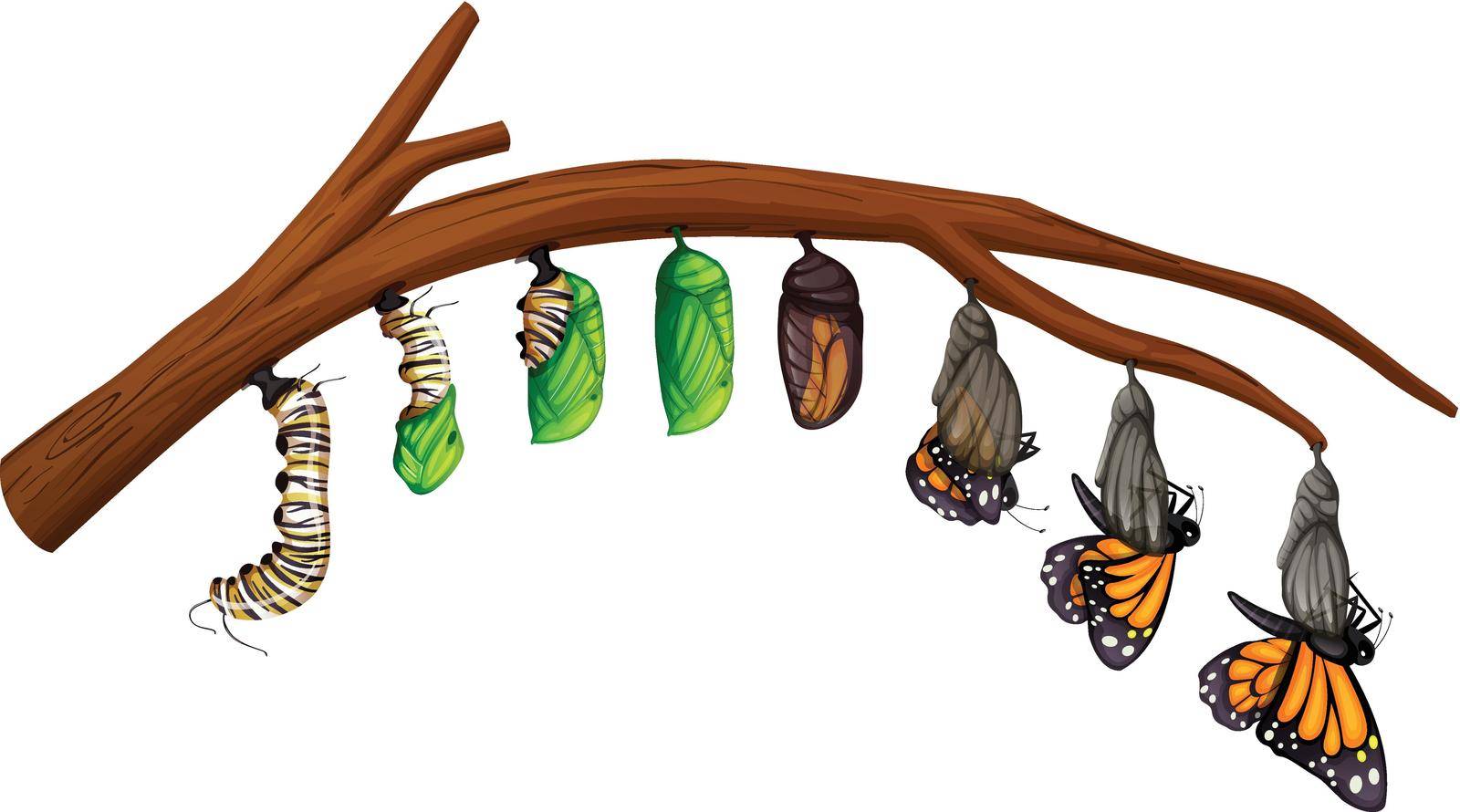 A Set of Butterfly Life Cycle by iimages