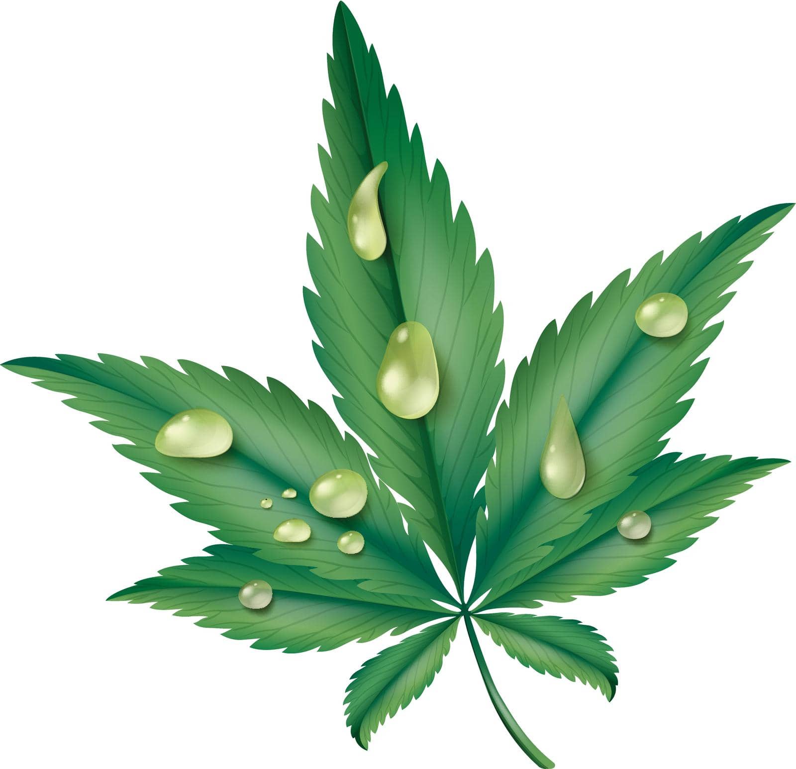 Water drops on green leaf illustration