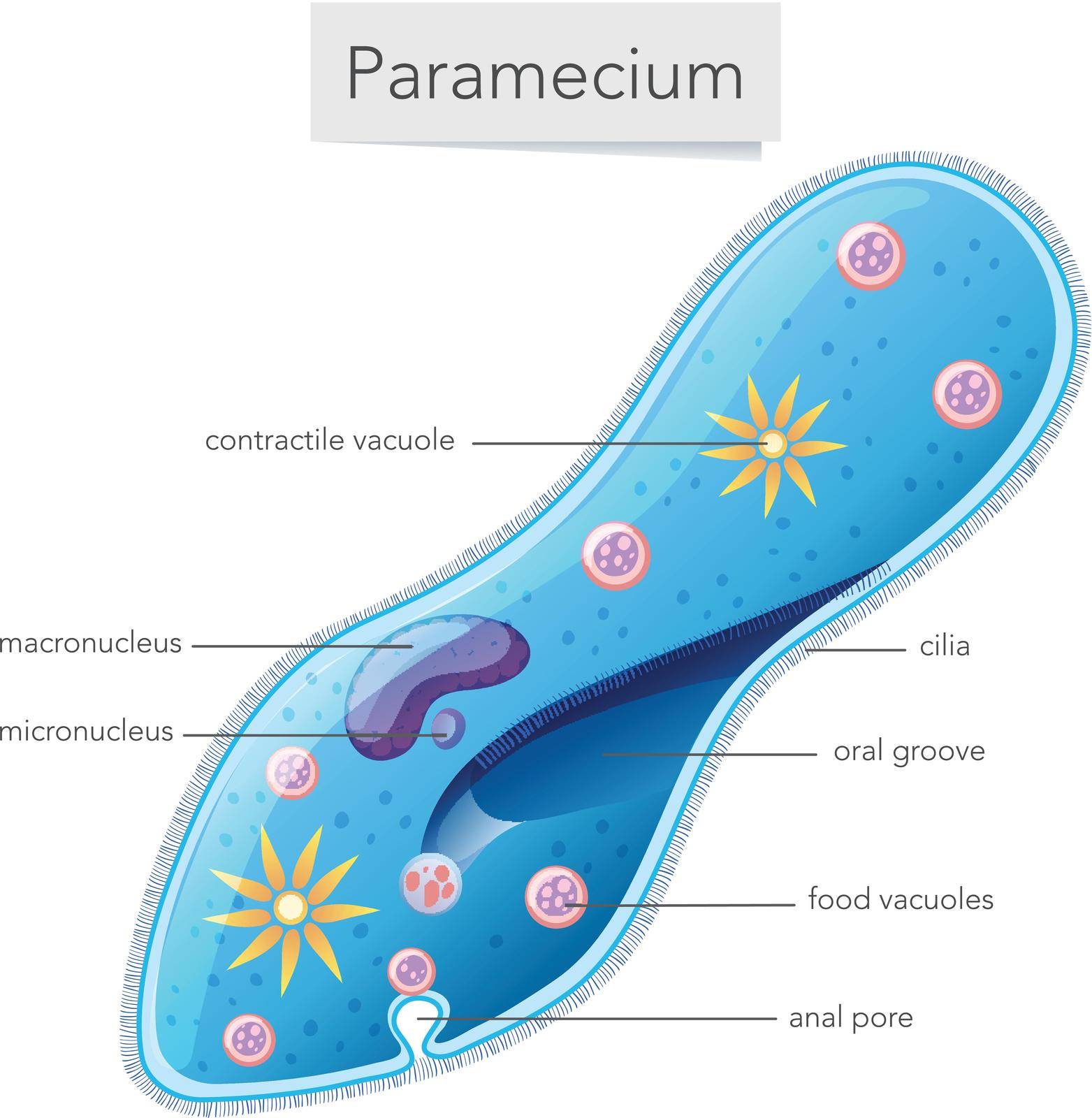 Paramecium bacteria science diagram illustration