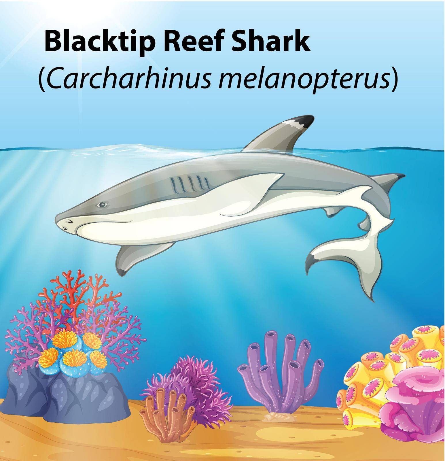 A blacktip reef shark illustration