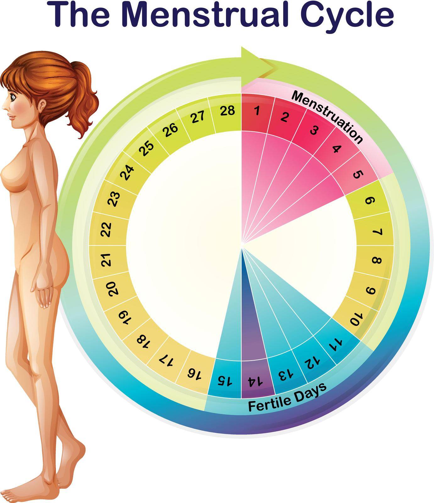 A Vector of the Menstrual Cycle illustration