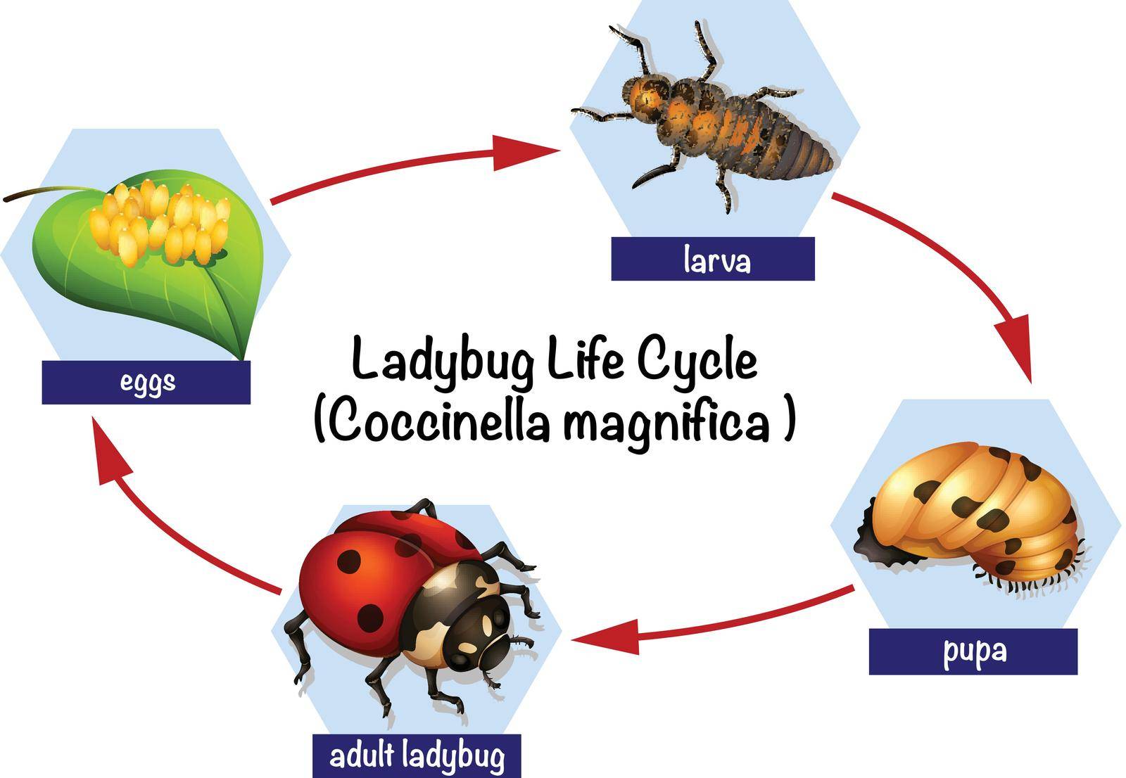 A ladybug life cycle illustration