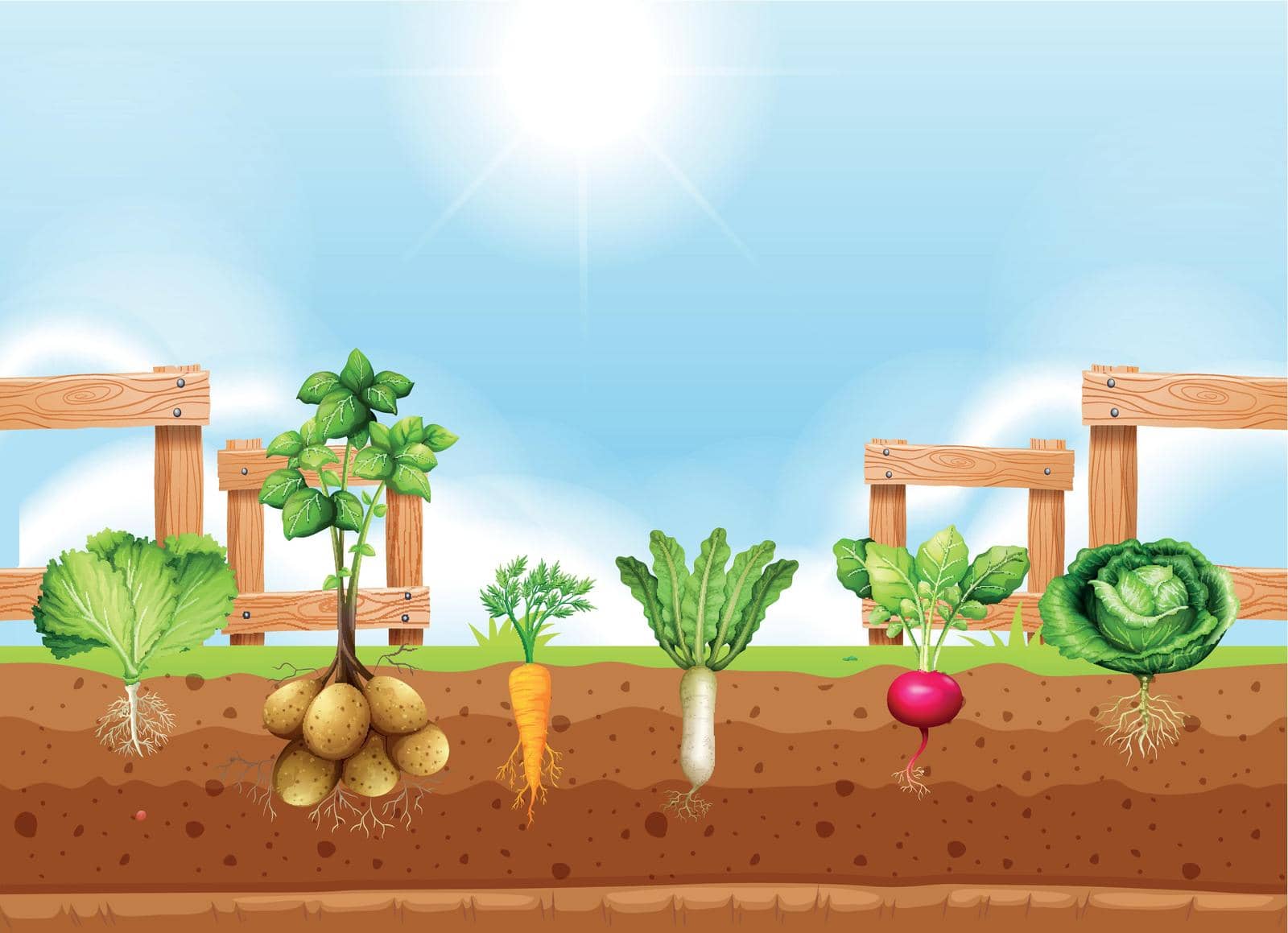 Set of different vegetable crop illustration