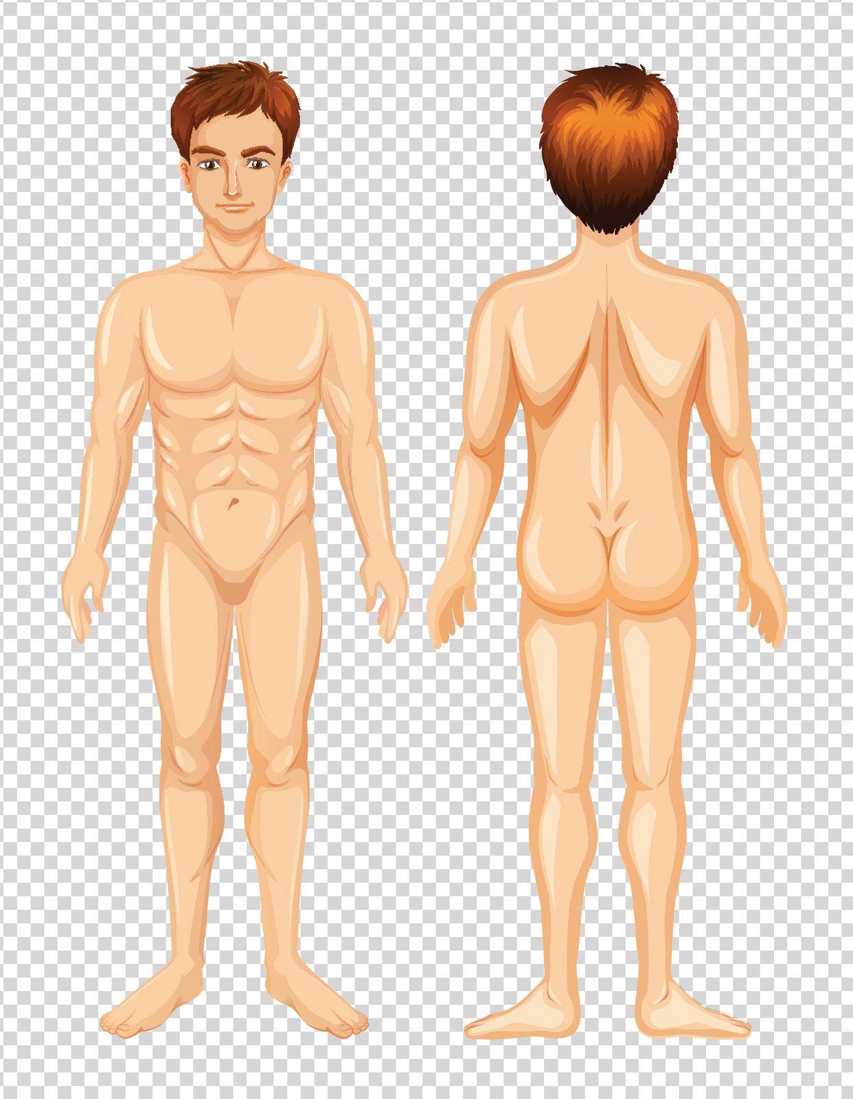 Front and Back of Male Body illustration