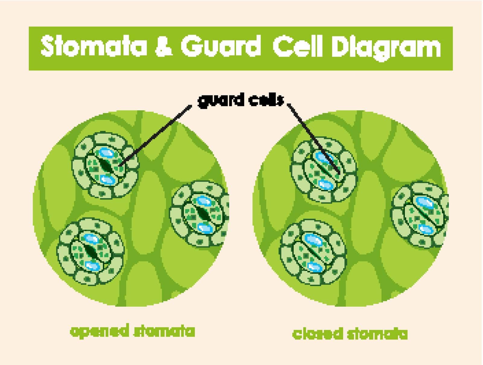 Diagram showing stomata and guard cell illustration