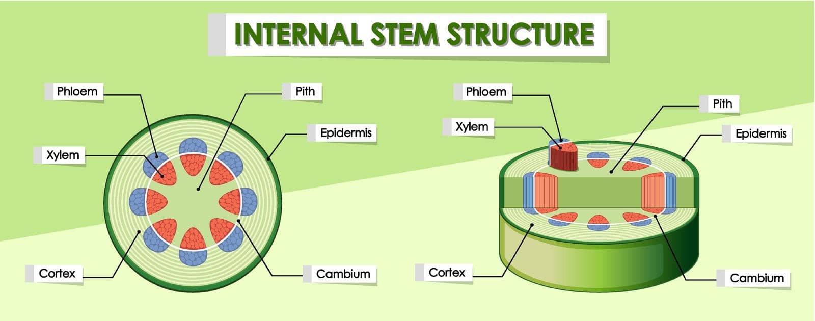 Diagram showing internal stem structure illustration
