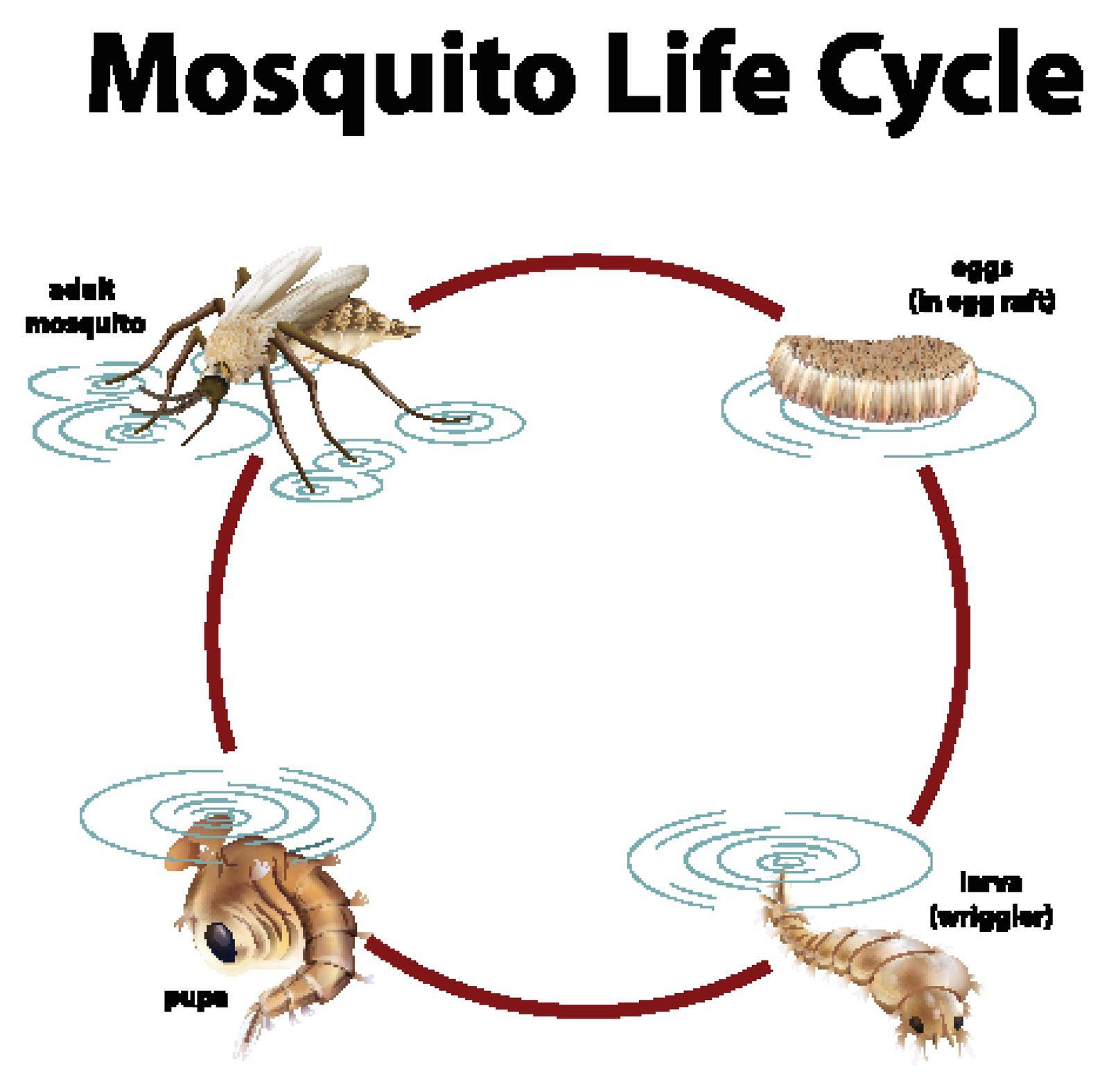 Diagram showing life cycle of mosquito by iimages