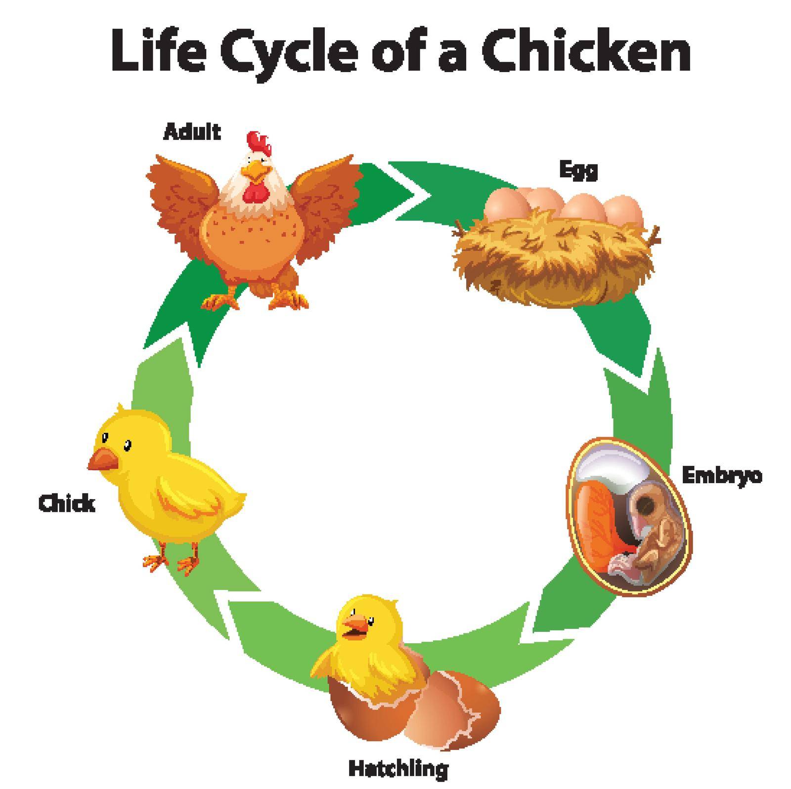 Diagram showing life cycle of chicken illustration