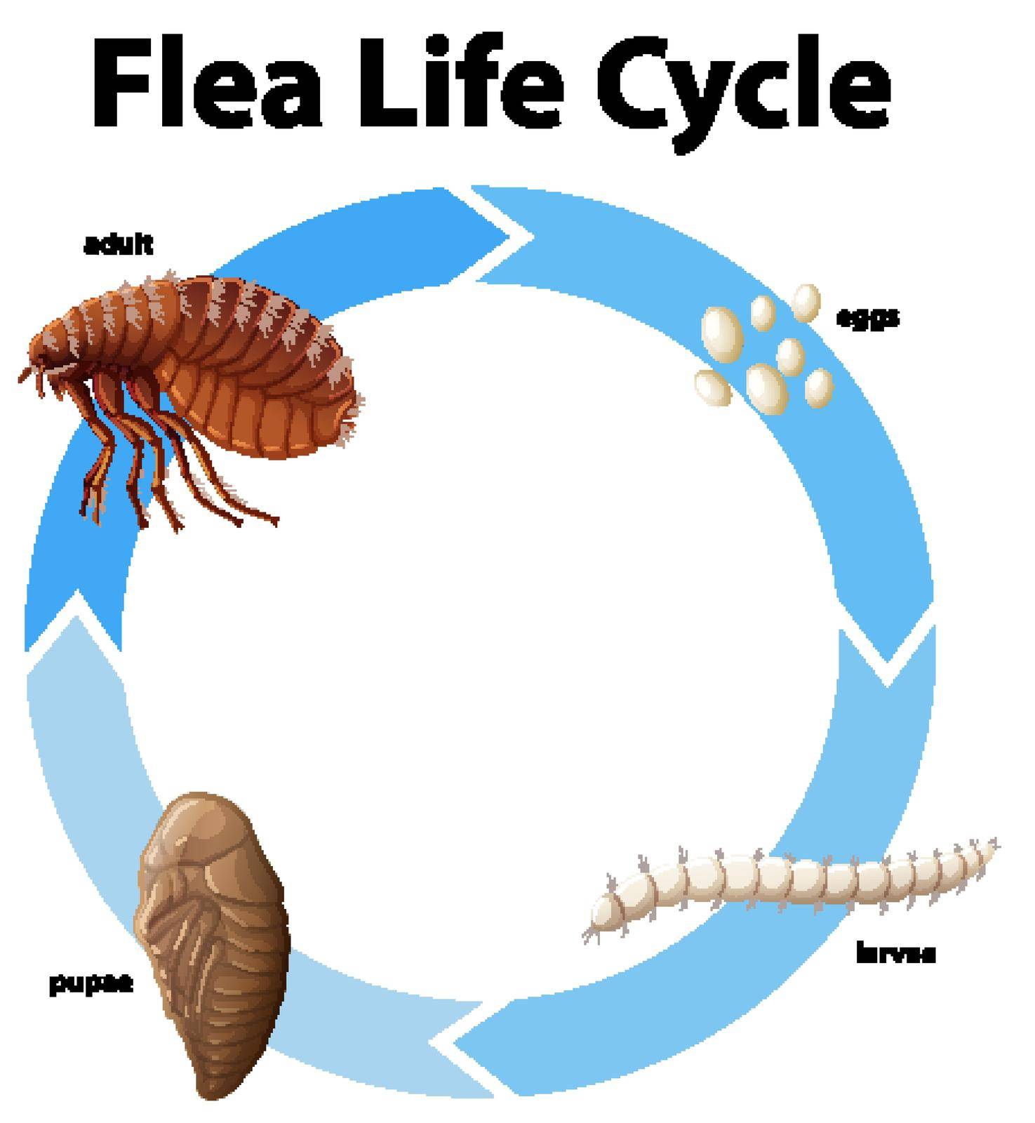 Diagram showing life cycle of flea illustration
