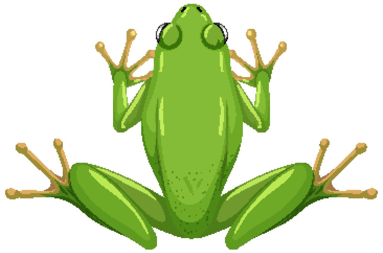 White lipped frog isolated on white background illustration