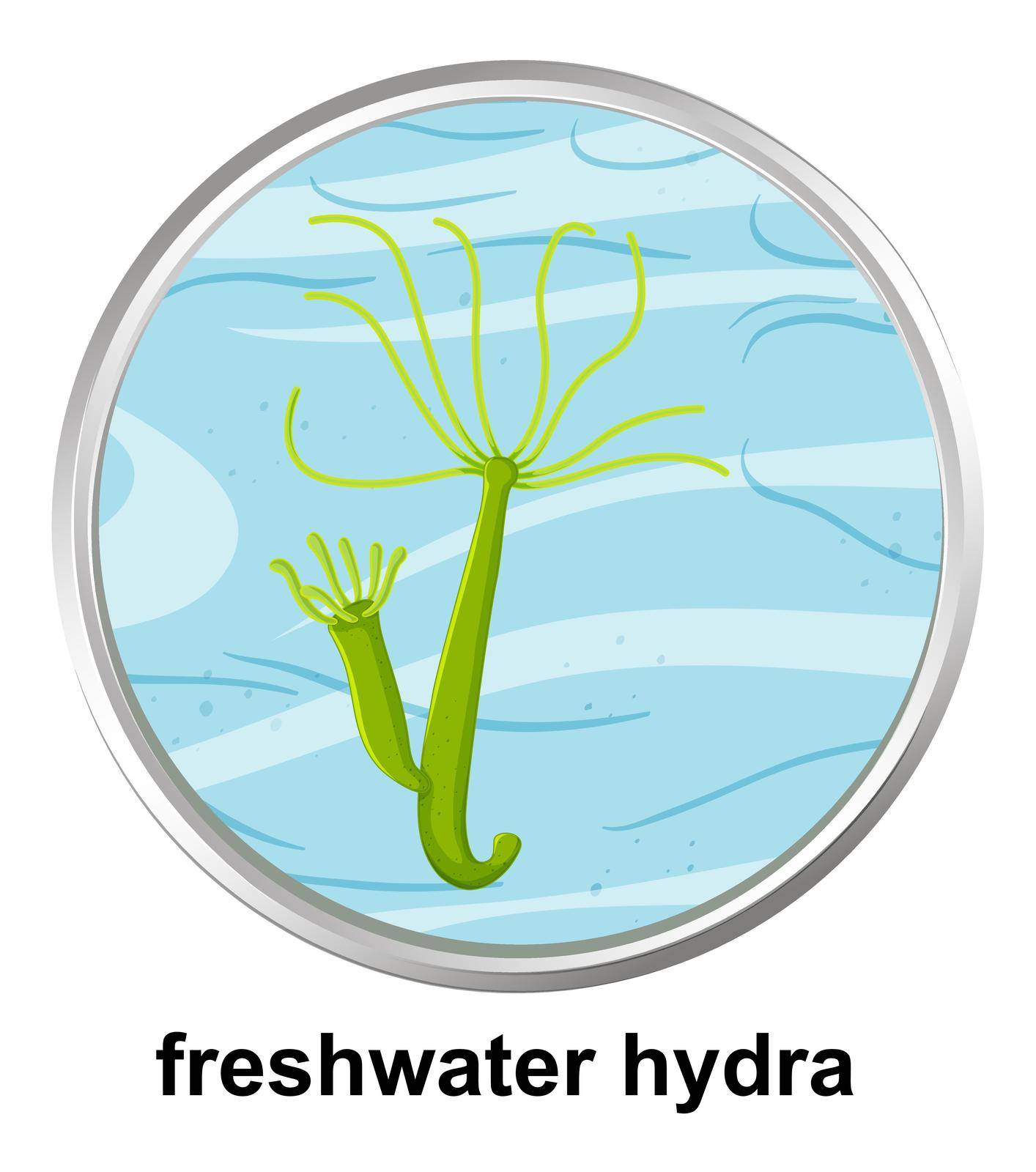 Anatomy structure of Freshwater Hydra on white background illustration