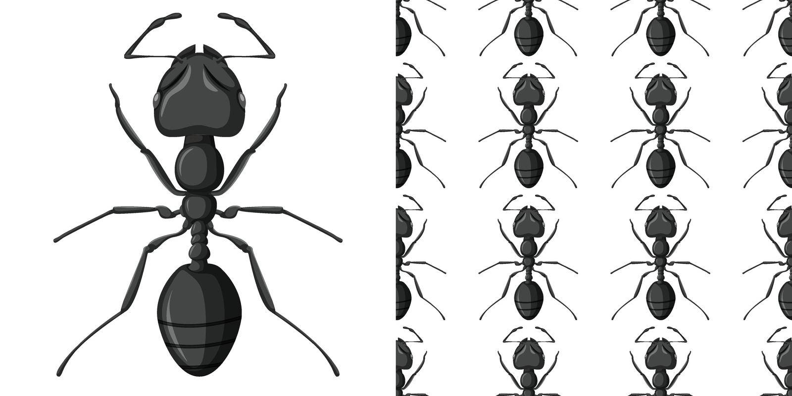 Carpenter ant isolated on white background and Carpenter ant seamless illustration