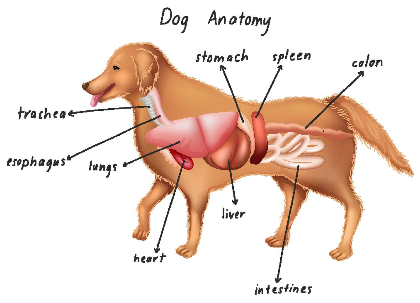 Anatomy of a dog illustration