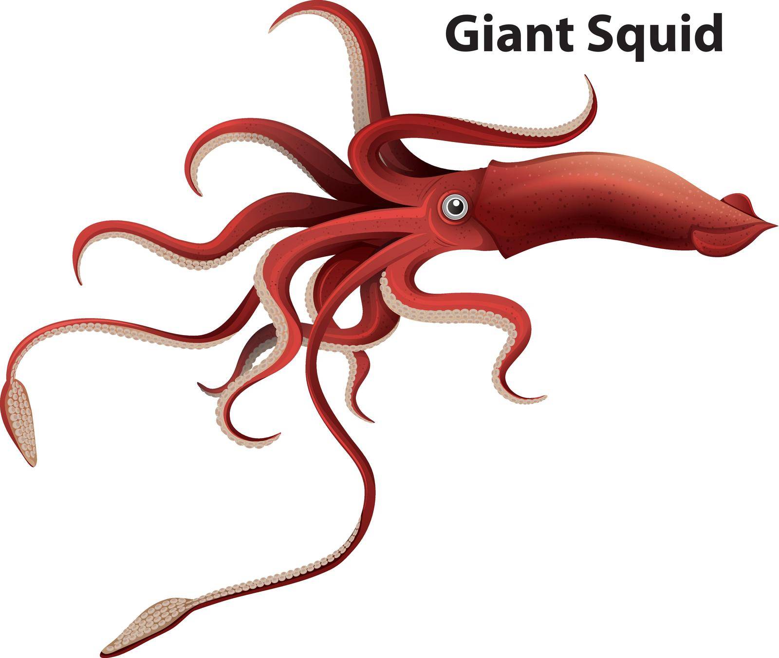 Wordcard design for giant squid with white background by iimages