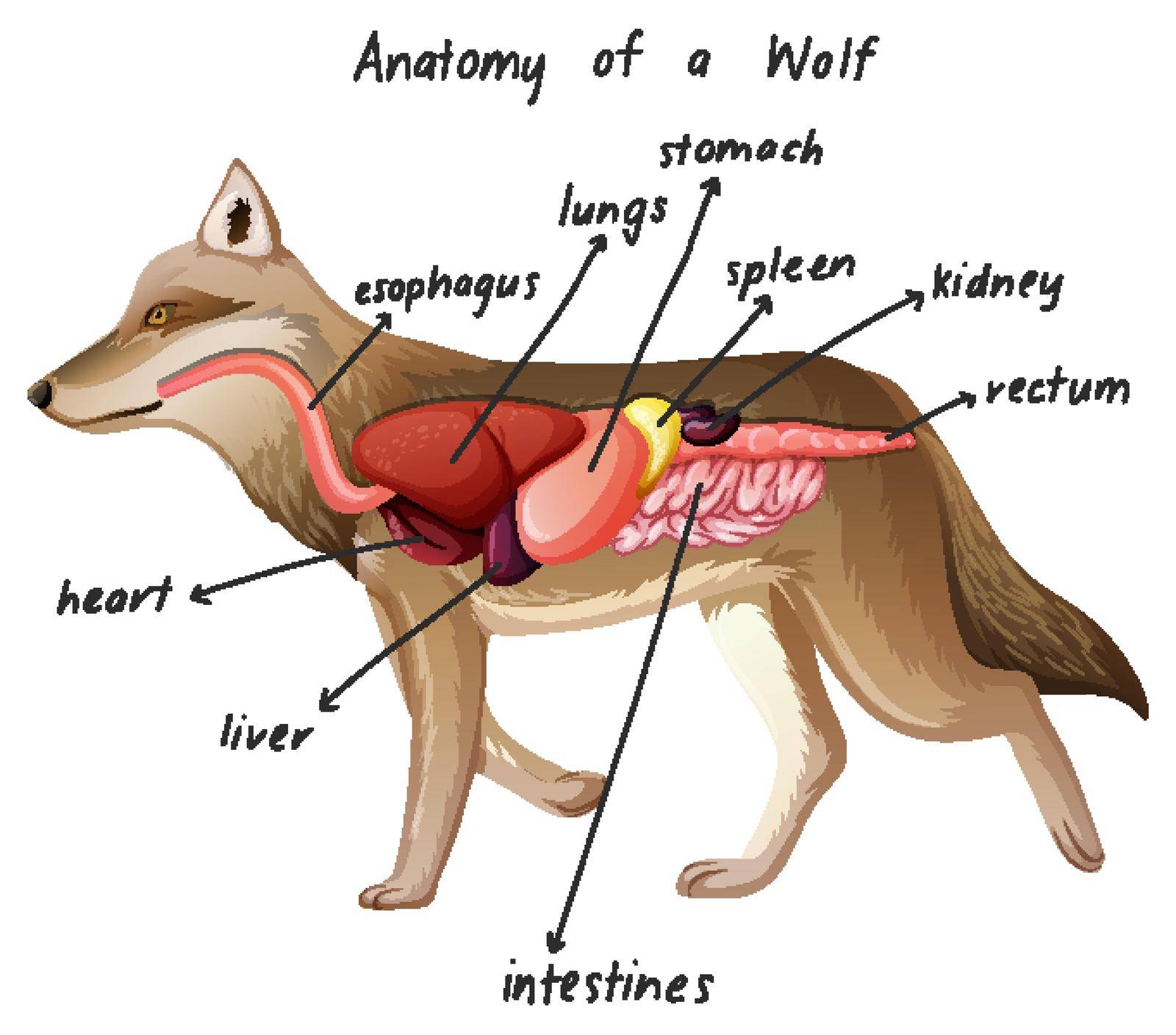 Anatomy of a Wolf illustration