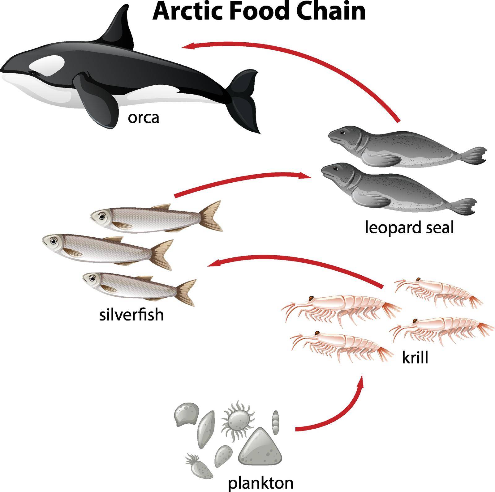 Diagram of arctic food chain from plantons to orca Stock Image |  VectorGrove - Royalty Free Vector Images with commercial license