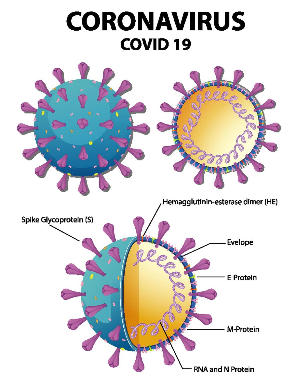Diagram of Corona virus particle structure illustration