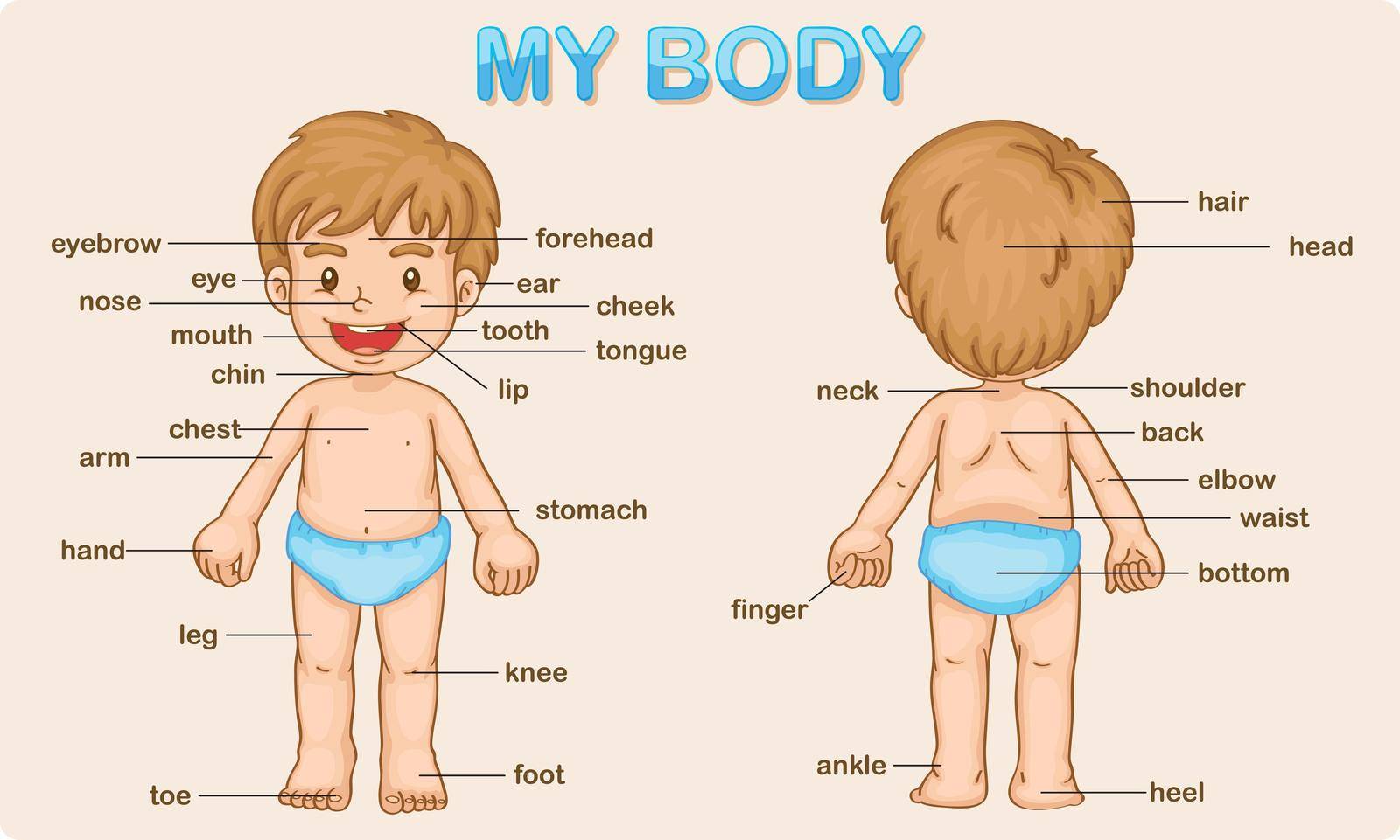 Illustration poster of the parts of the body