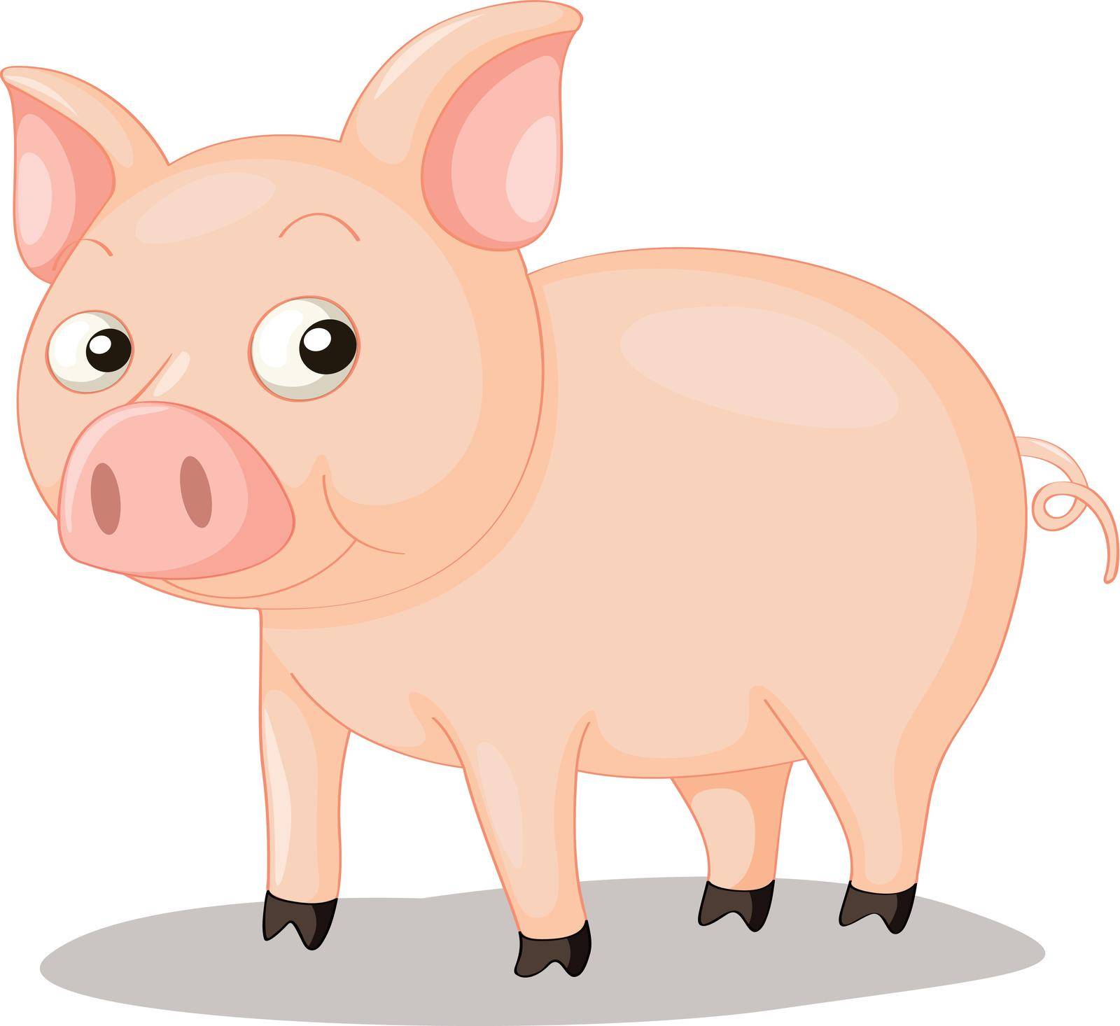 Illustration of a cute pig on white