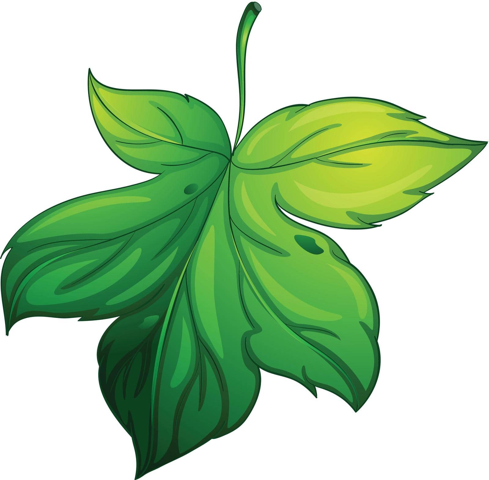 illustration of a green leaf on a white background