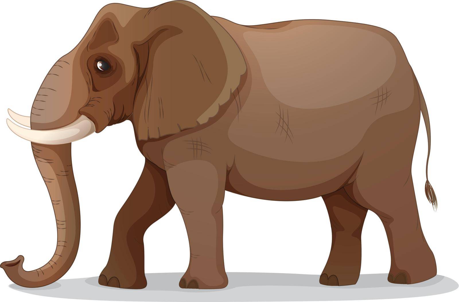 illustration of an elephant on a white background