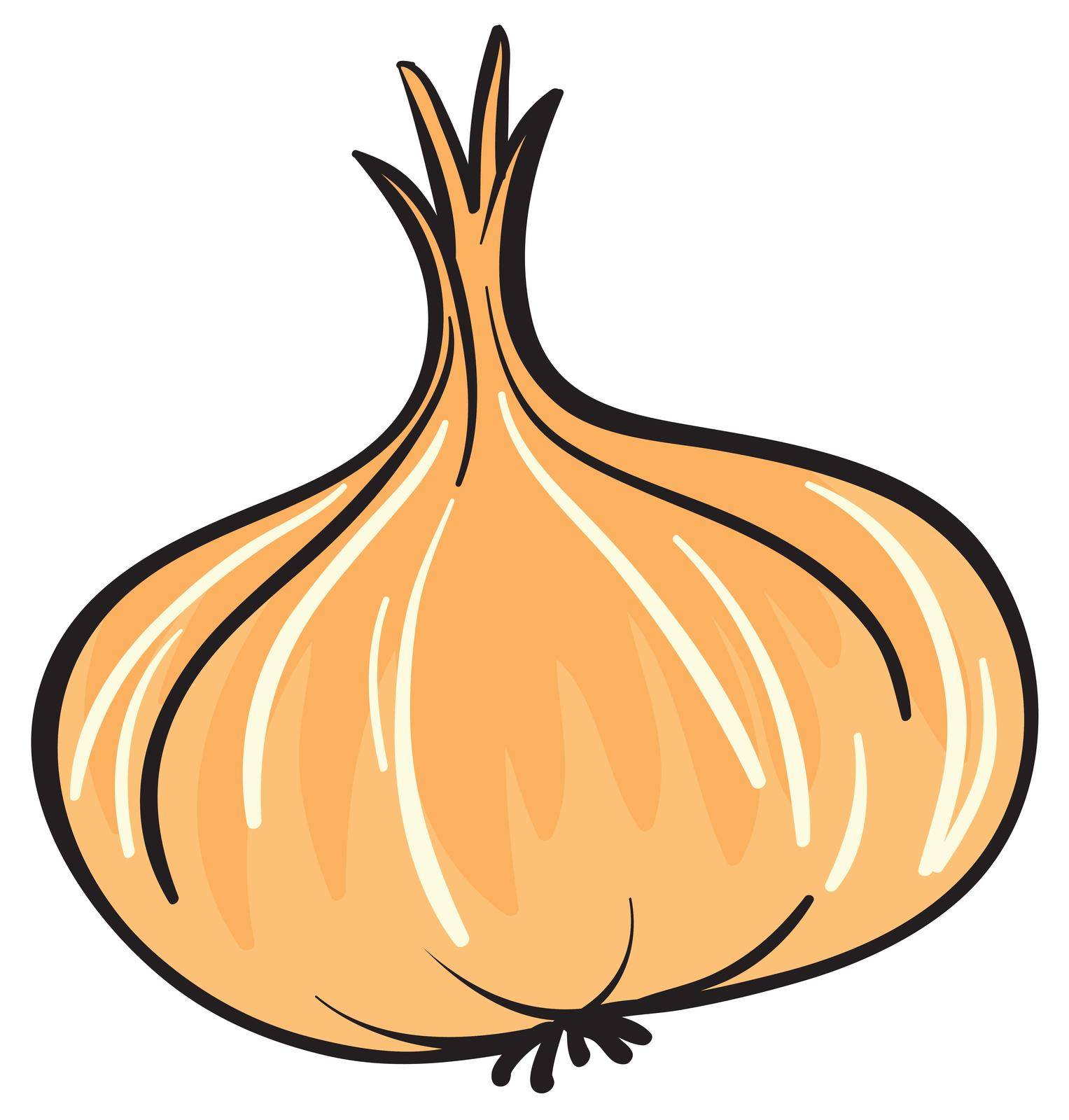 illustration of onion on a white background