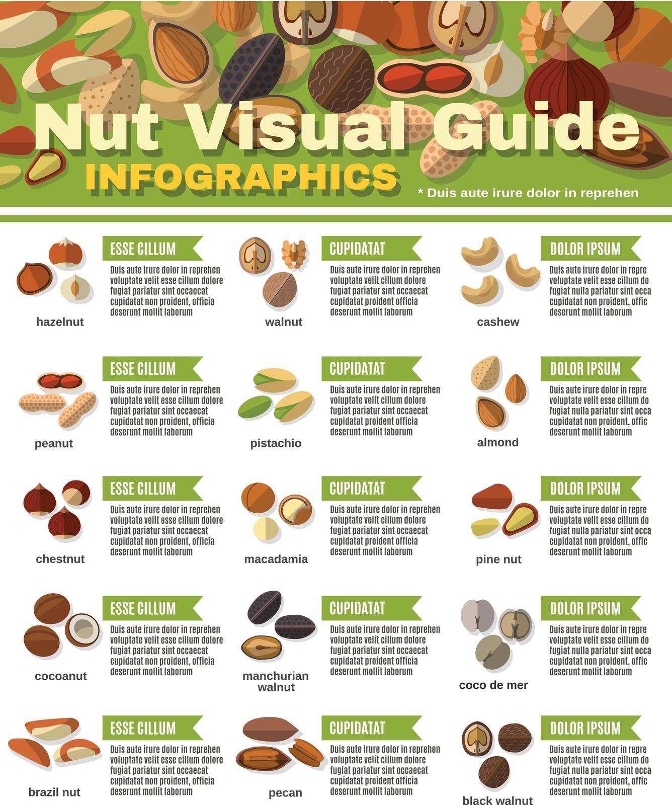 Nuts infographics set with peanut hazelnut pistachio walnut vector illustration