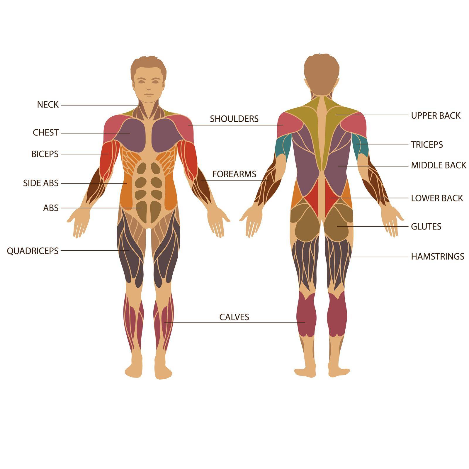vector muscular human body, muscle man anatomy